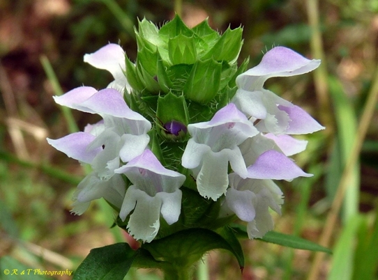 {Prunella vulgaris var. vulgaris}